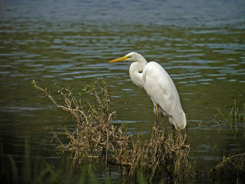 Oiseaux d'eau : tout un monde à découvrir