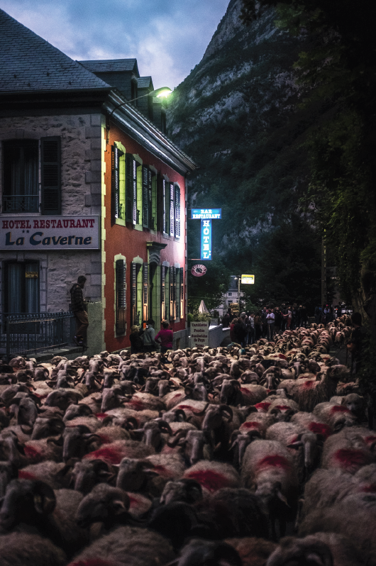 Conférence : La transhumance, patrimoine immat ...