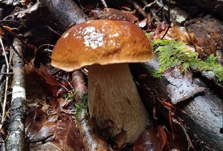 Sortie à la découverte des champignons