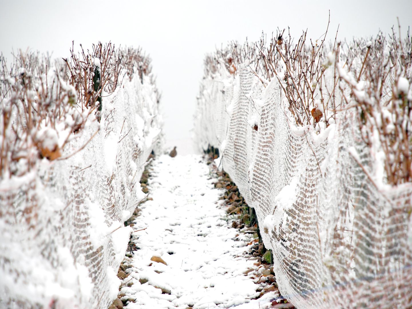 Vendanges de l’hivernal, au Château de Crouseilles