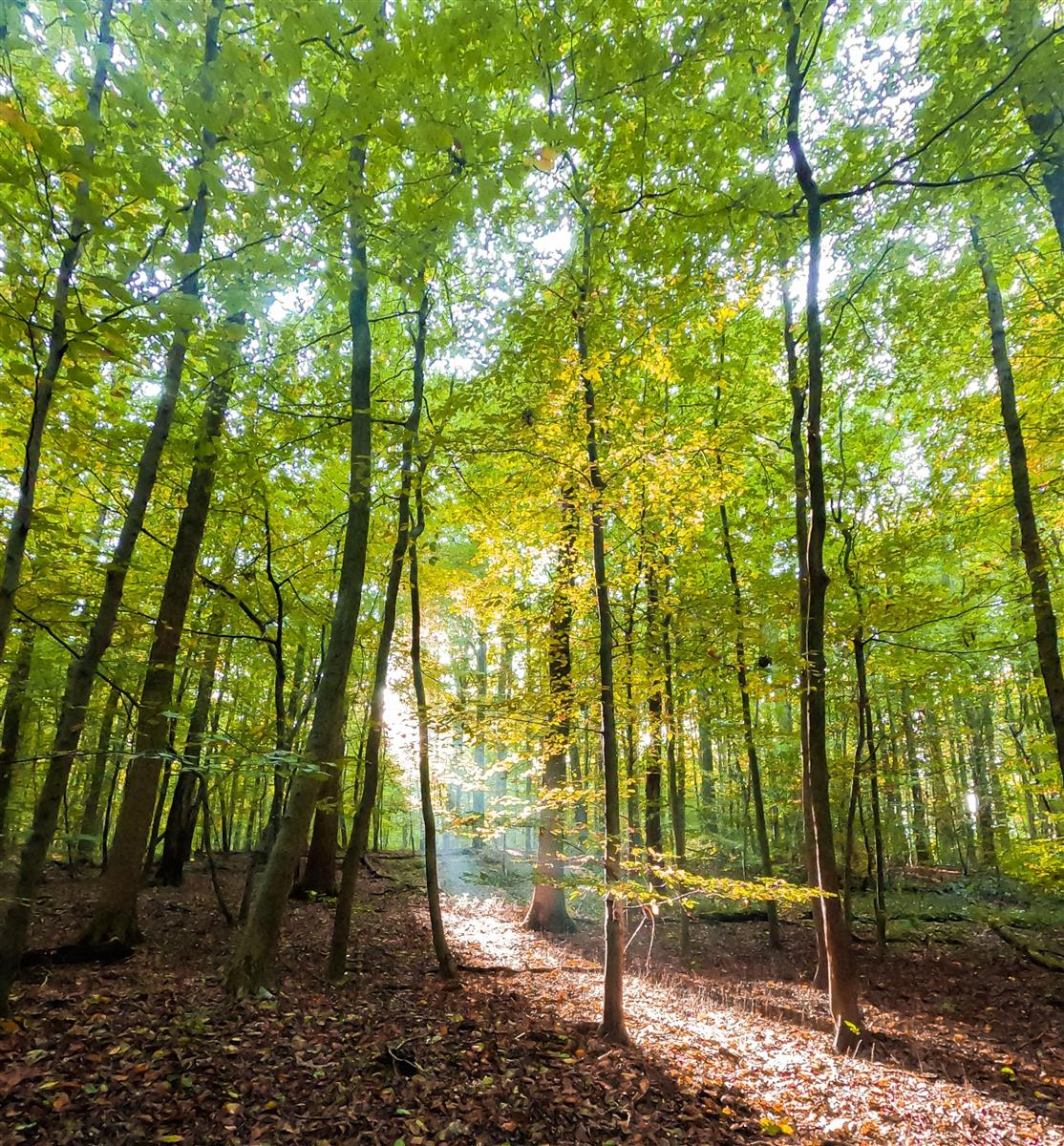 Soirée café forêt