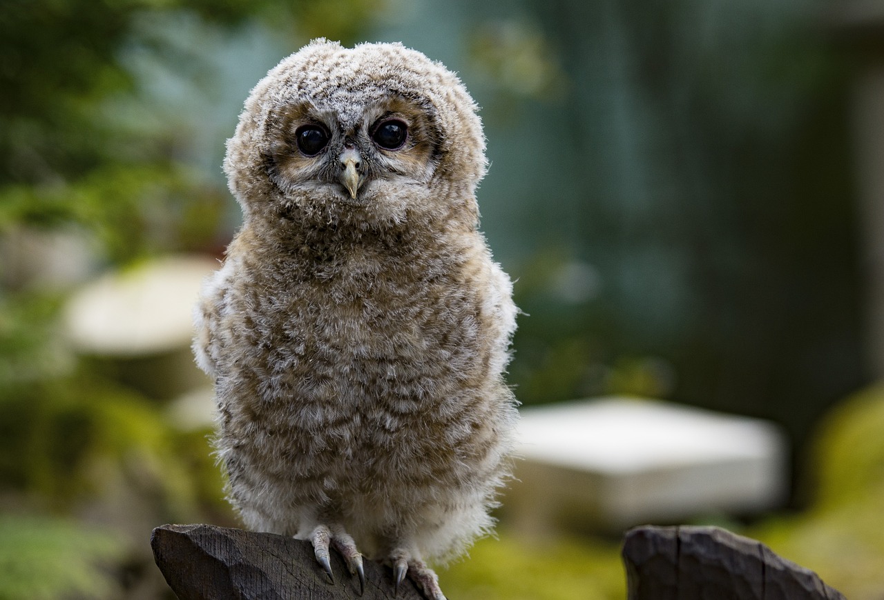 Découverte des animaux et rapaces des Pyrénées