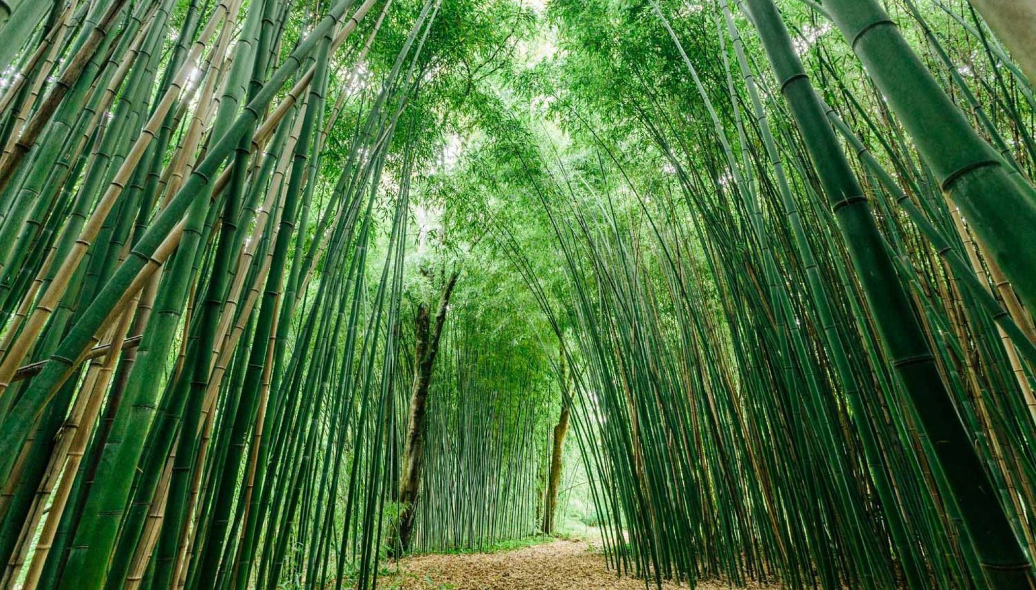 Les plus beaux parcs et jardins en Béarn-Pyrénées
