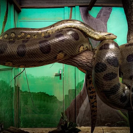 Exotic Park - France's largest anaconda in LESCAR